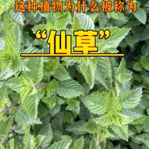 仙草:未来10大暴利药材种植