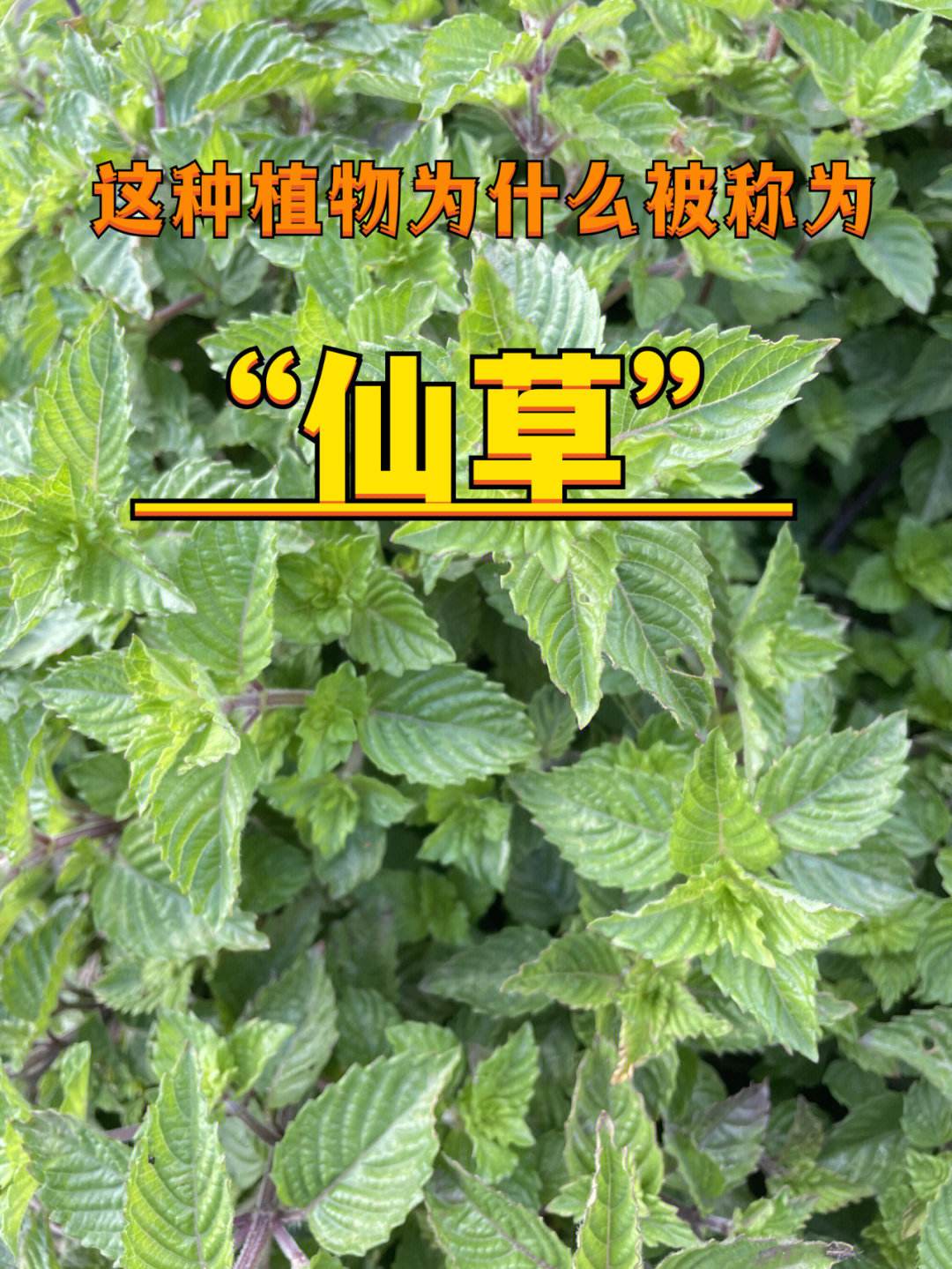 仙草:未来10大暴利药材种植