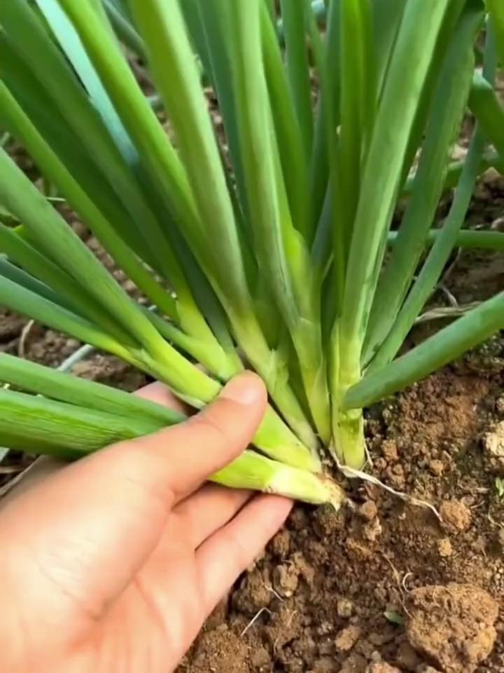 香葱:小香葱红葱头的种植方法与时间